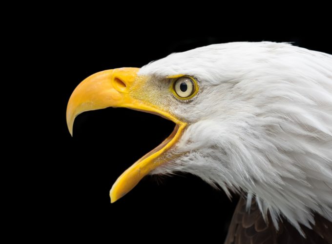 Wallpaper eagle, bird, 4k, Animals 5233914467